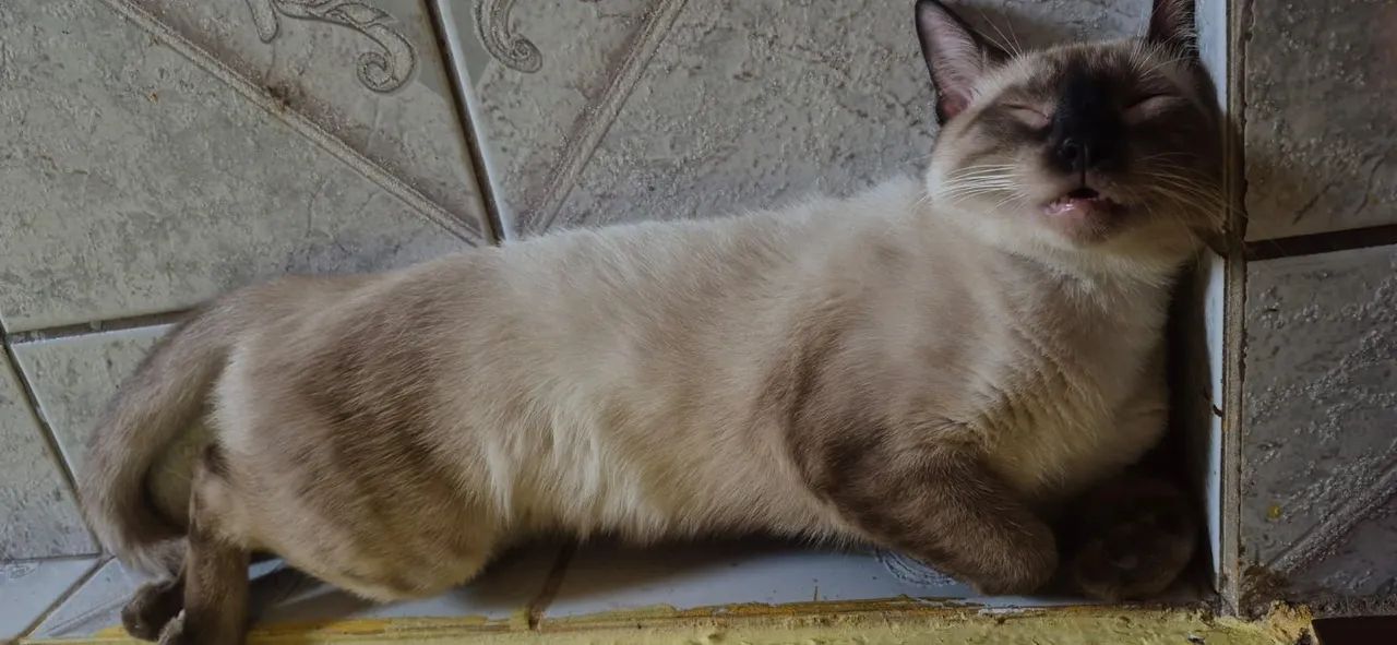 Gatinho de 10 meses para doação  - Foto 5