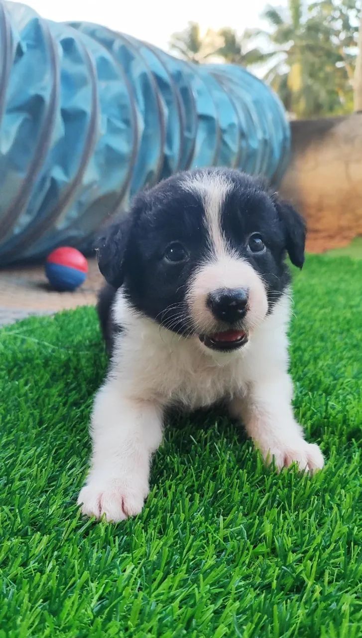 Filhote de Border Collie
