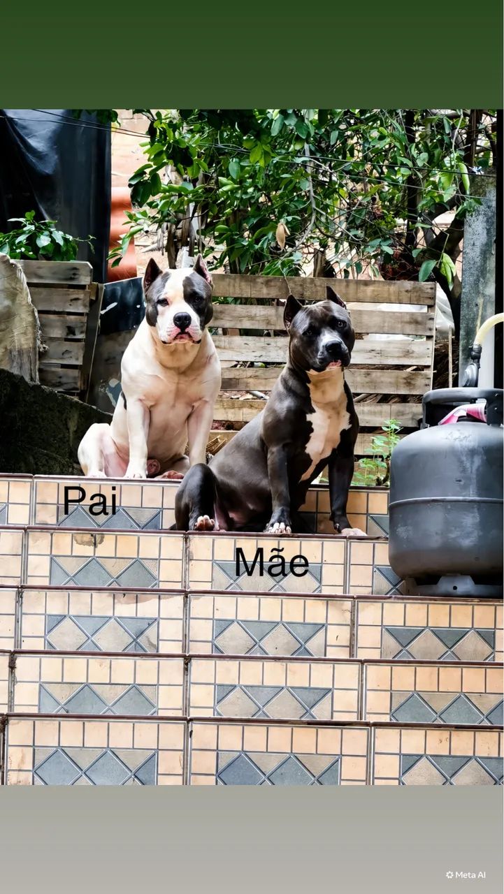 3 machos American bully  - Foto 2