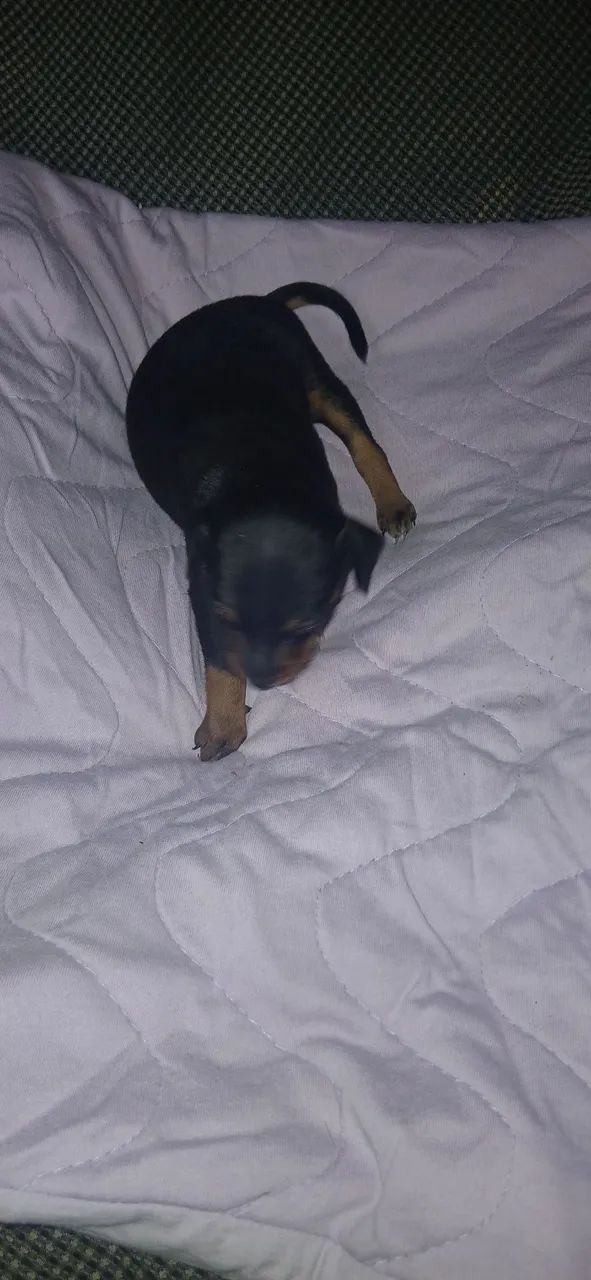 Pinscher - Foto 4