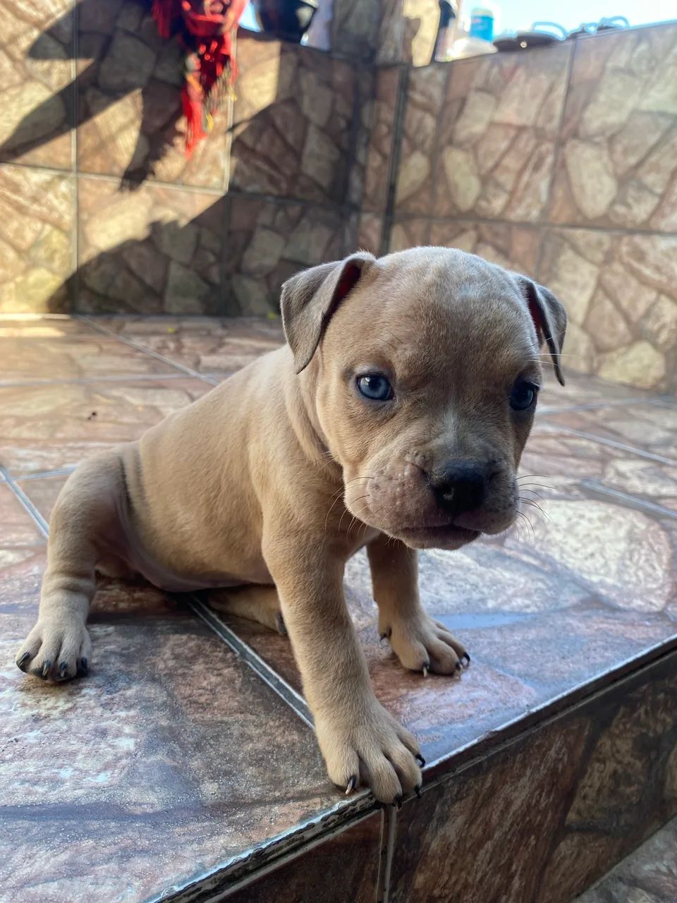 Exotic bully disponível  - Foto 2