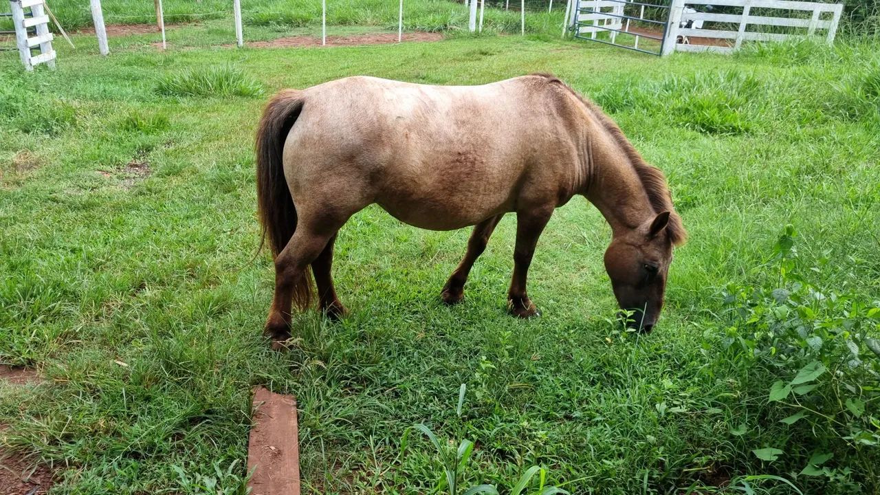 Pônei fêmea com charrete