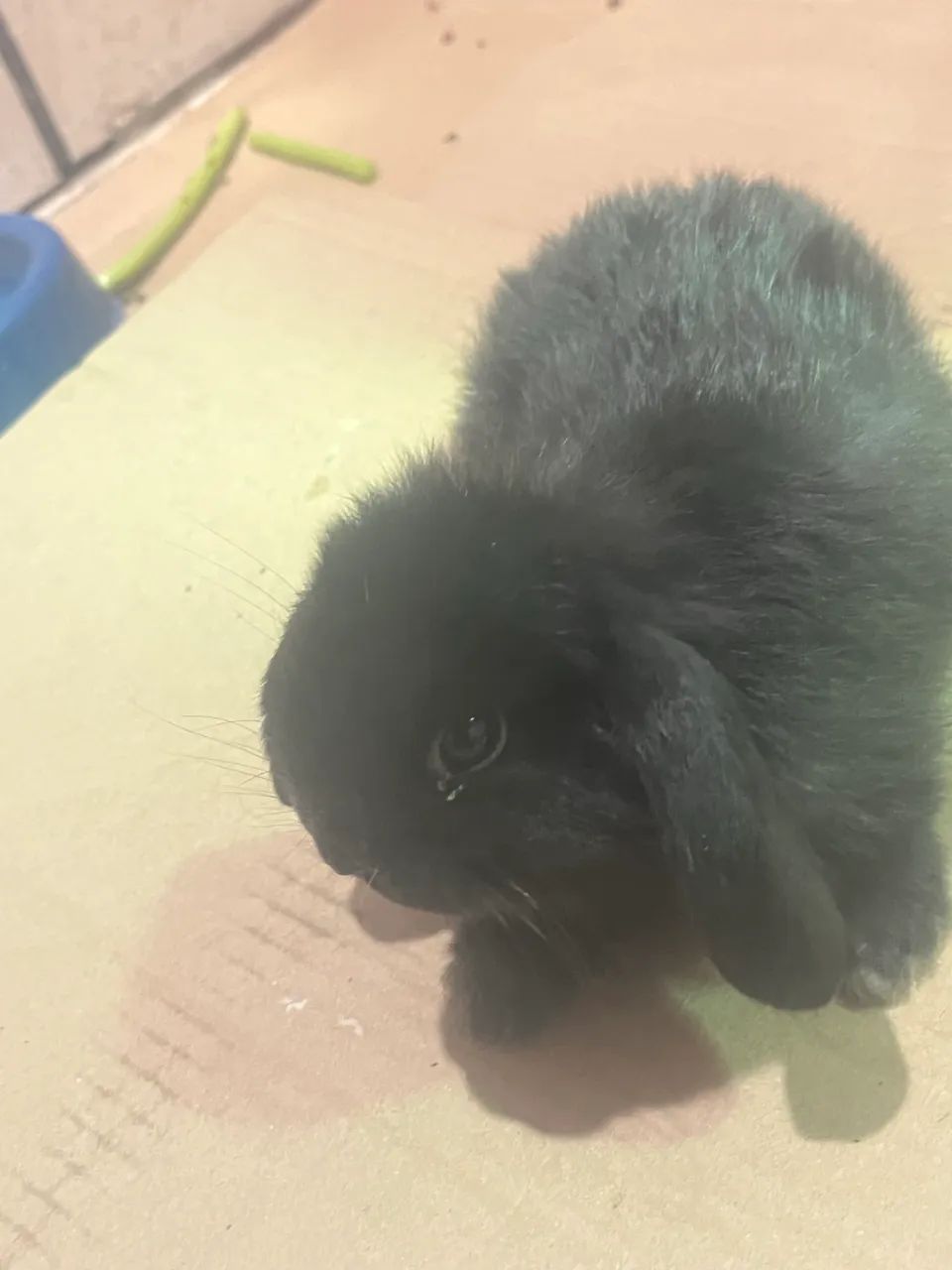 Filhotes de coelho mine lop