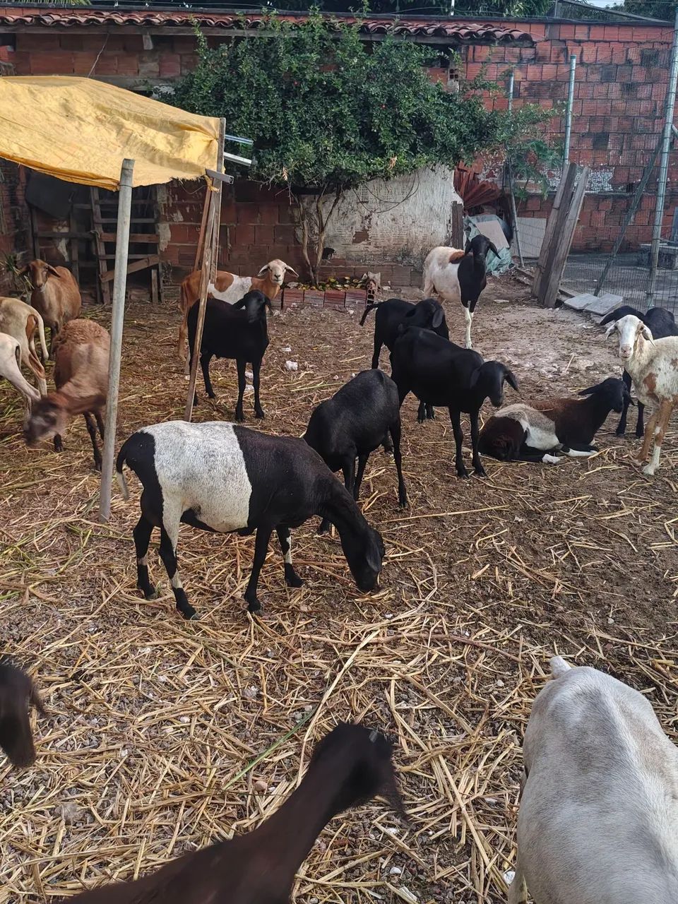 Vende-se ovelhas prenhas  - Foto 2