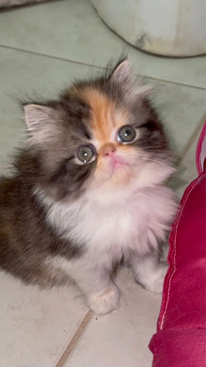 Filhote gatos persa  - Foto 5