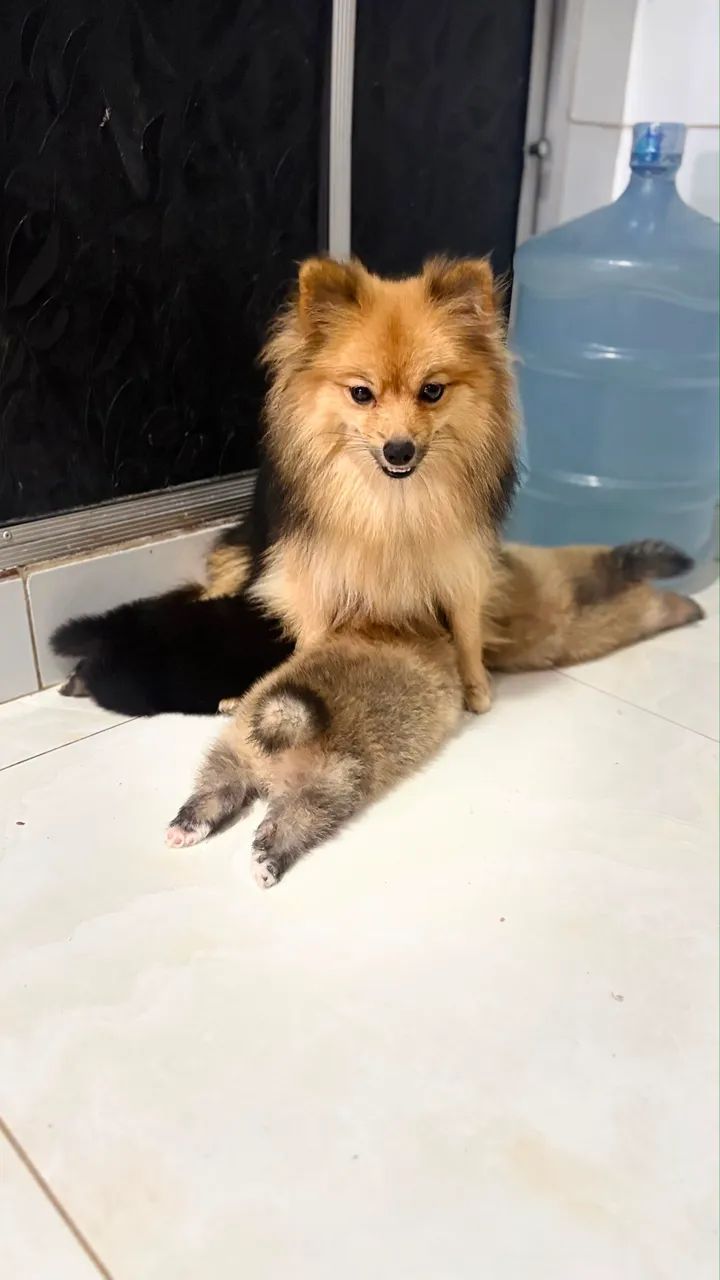 Spitz Alemão Anão (Lulu da Pomerania) - Foto 3