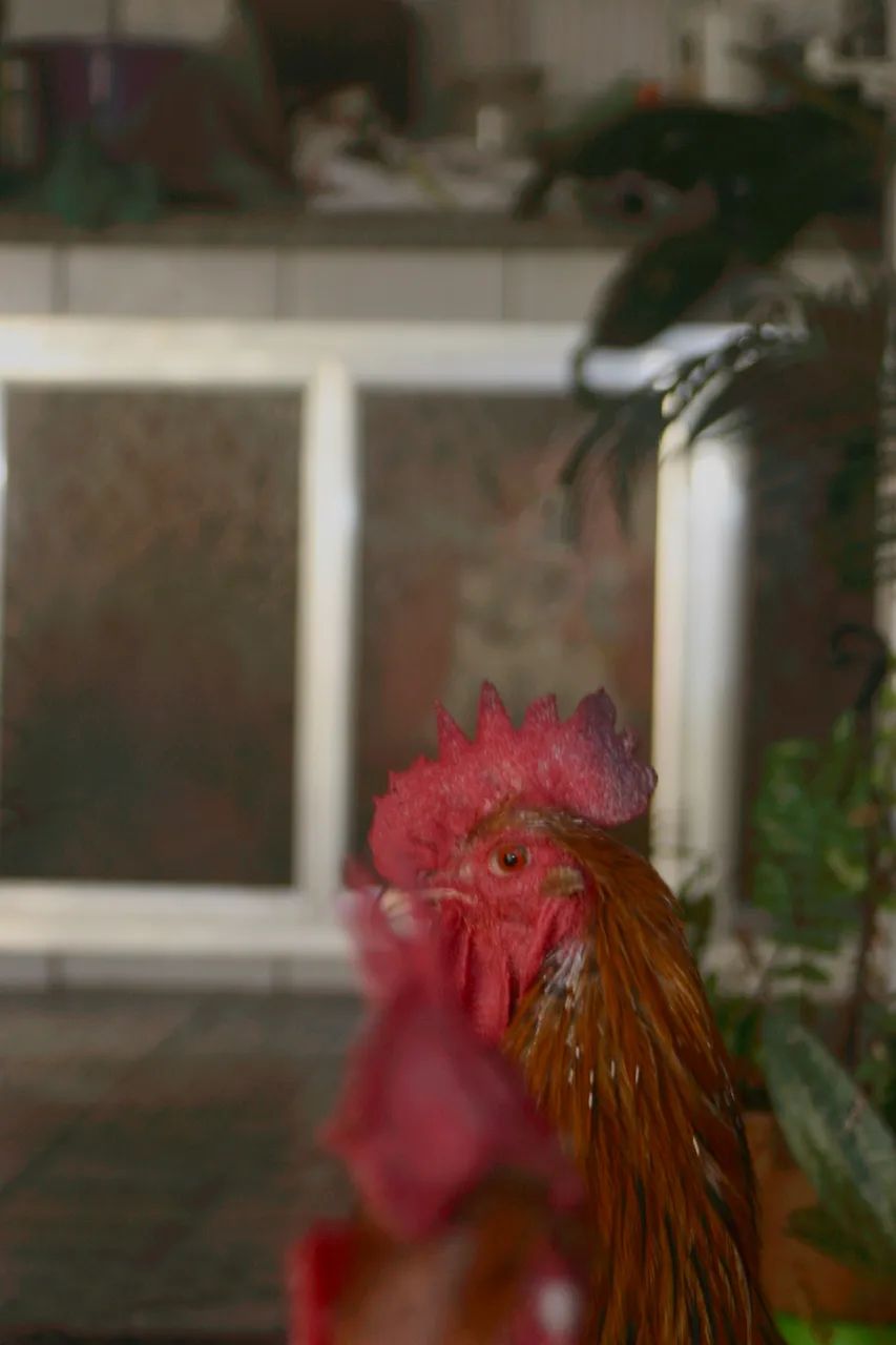 Câmera profissional canon 30D - Foto 4