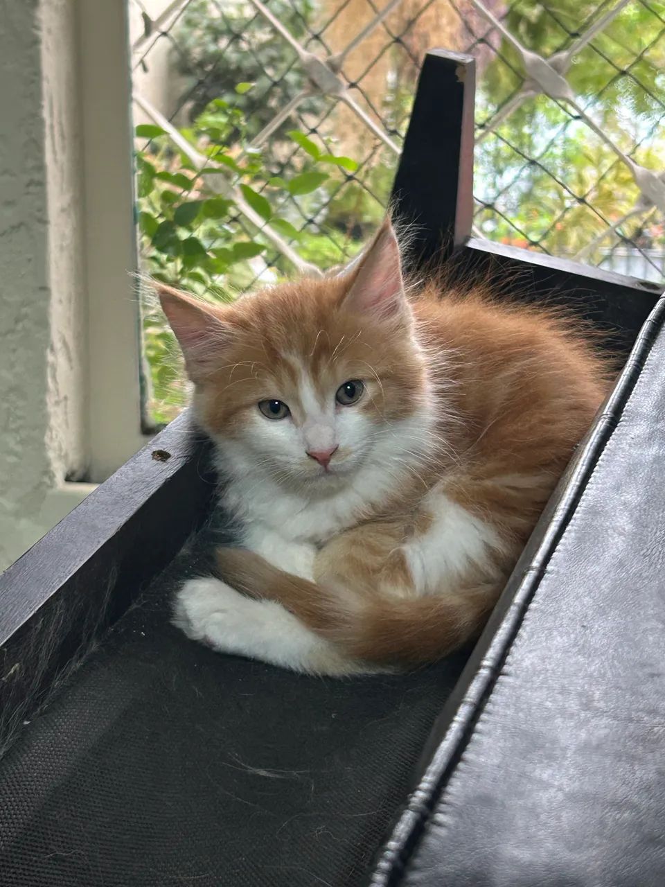 Maine Coon 2 meses  - Foto 2