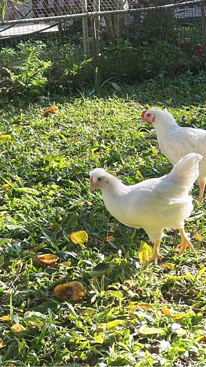 Galo e galinha  - Foto 2
