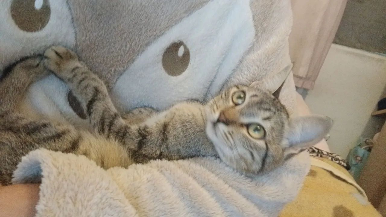 Adoção gata femea - Foto 3