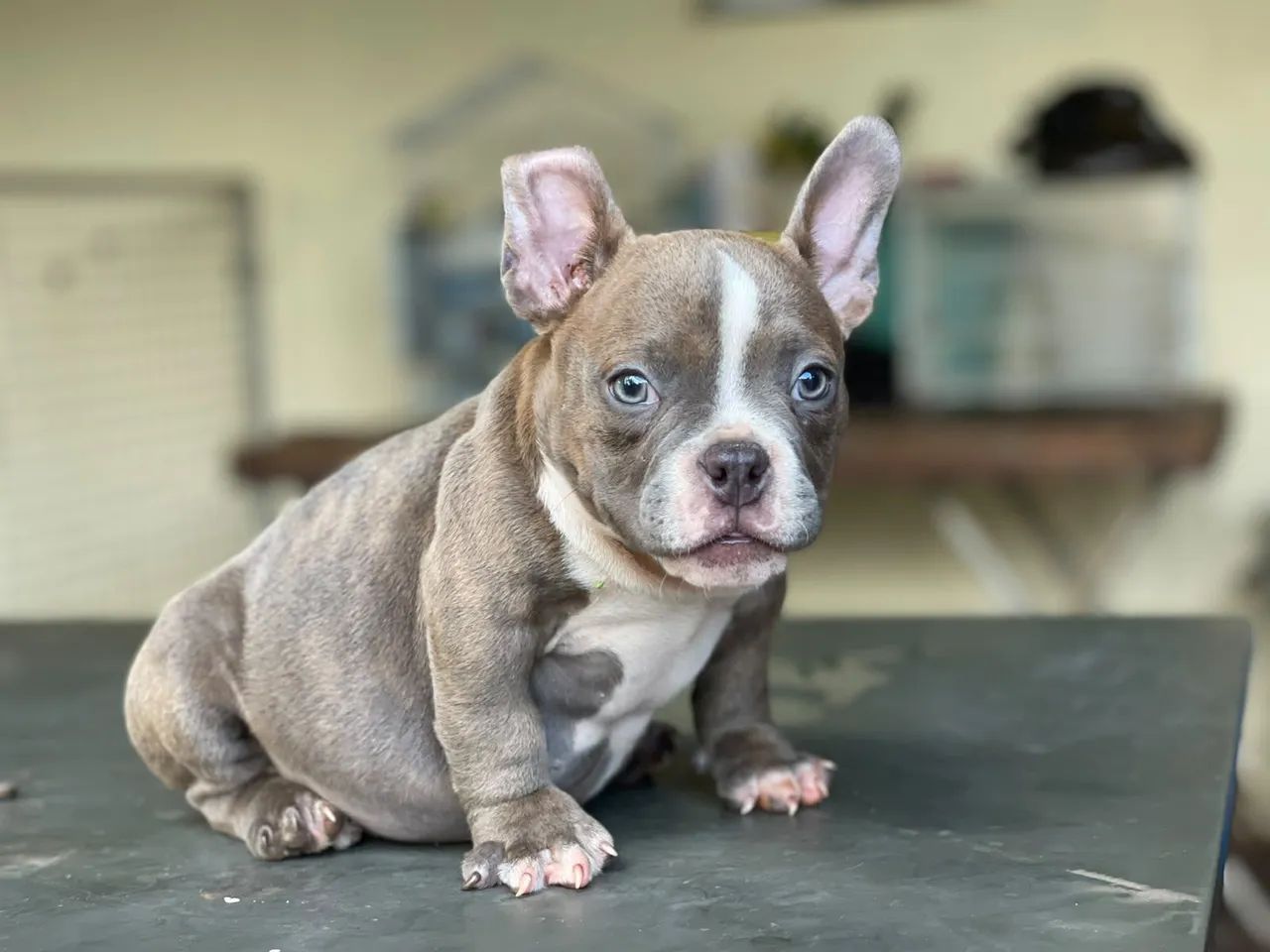 American Bully  - Foto 2