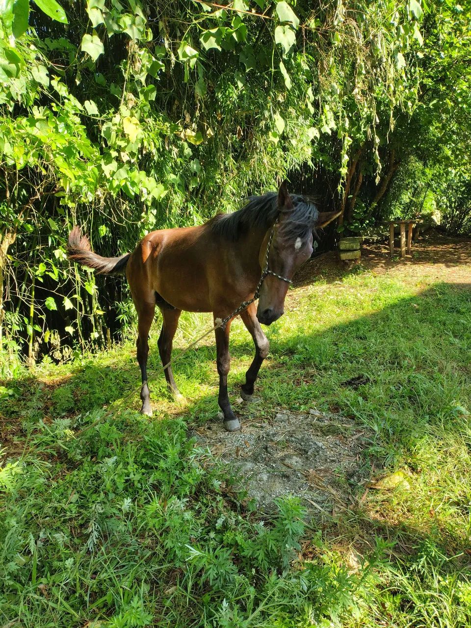 Potro de Mangalarga Marchador Mineiro de ótima qualidade - Foto 2