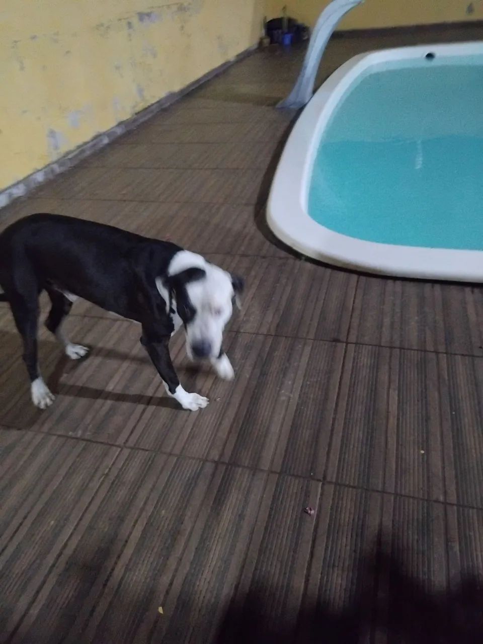 Doação pit bull  - Foto 4