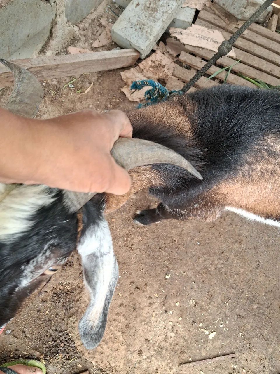 Vende se um bode. - Foto 4