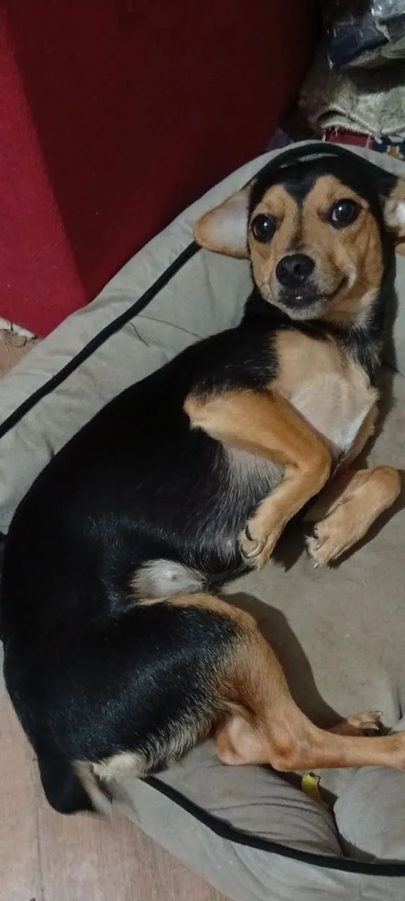 Doação de dois cachorros - Foto 3