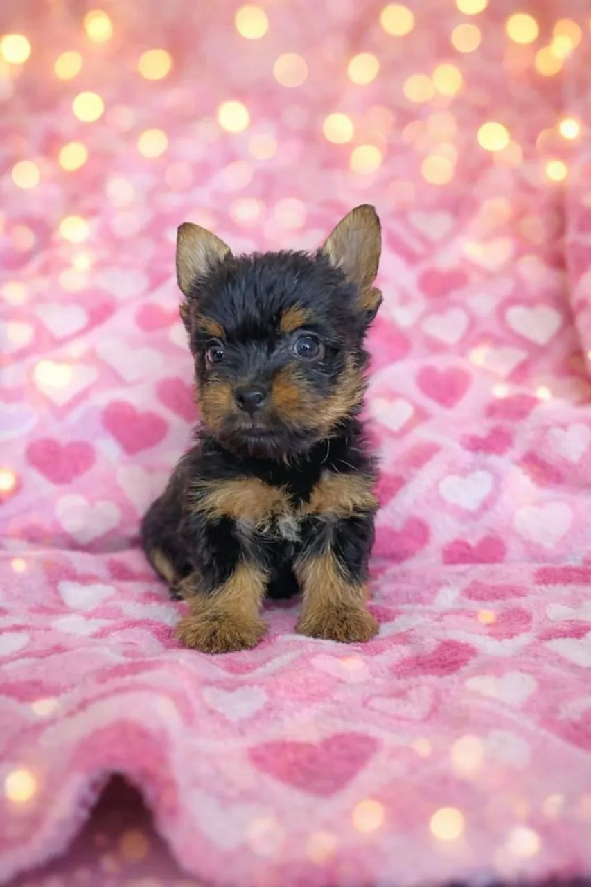 York fêmea mini  - Foto 4