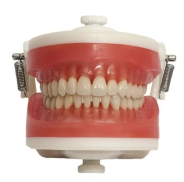 Manequim dentista