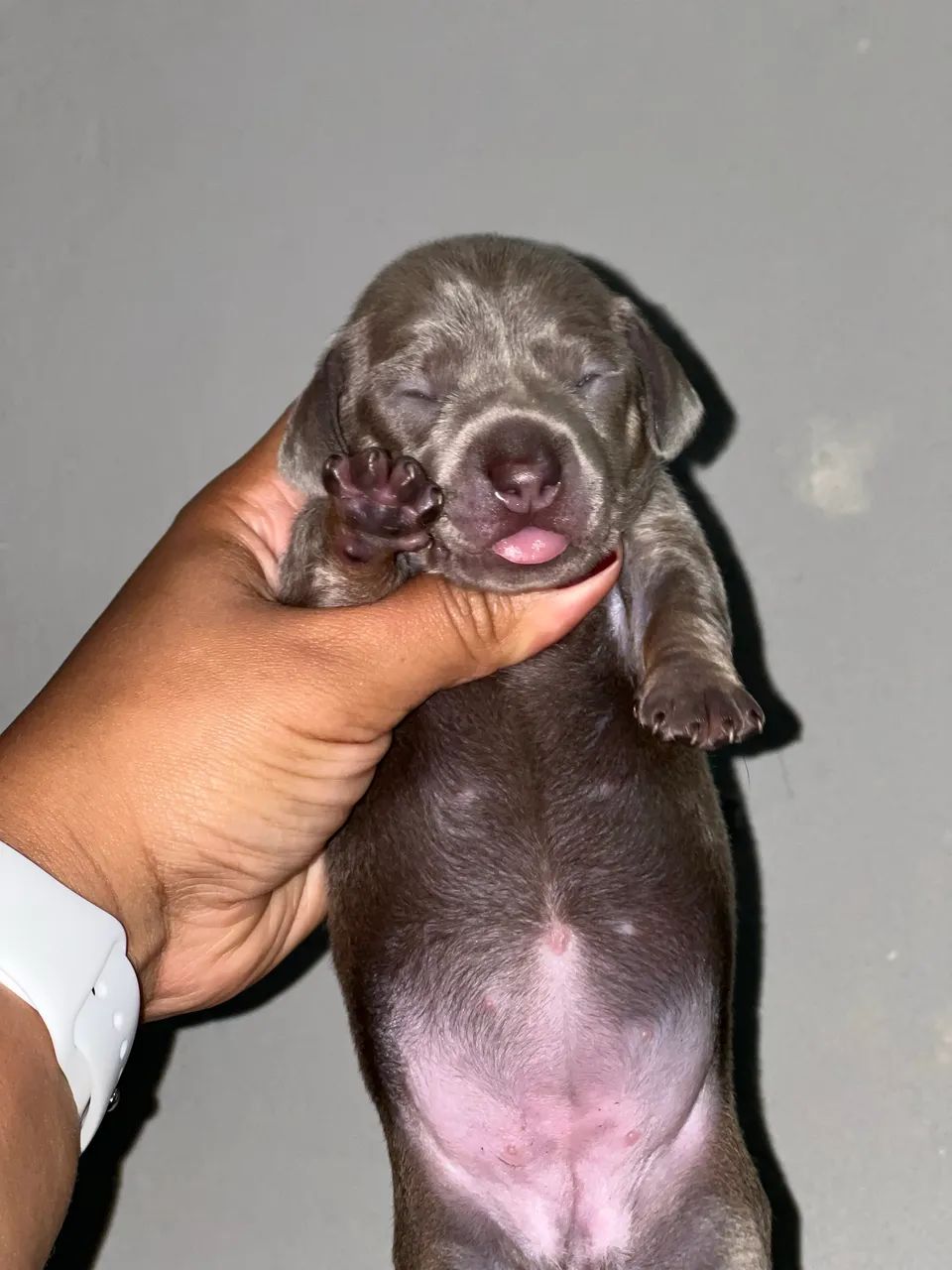 Filhotes Daschund ( Basset/Teckel ) FÊMEAS 