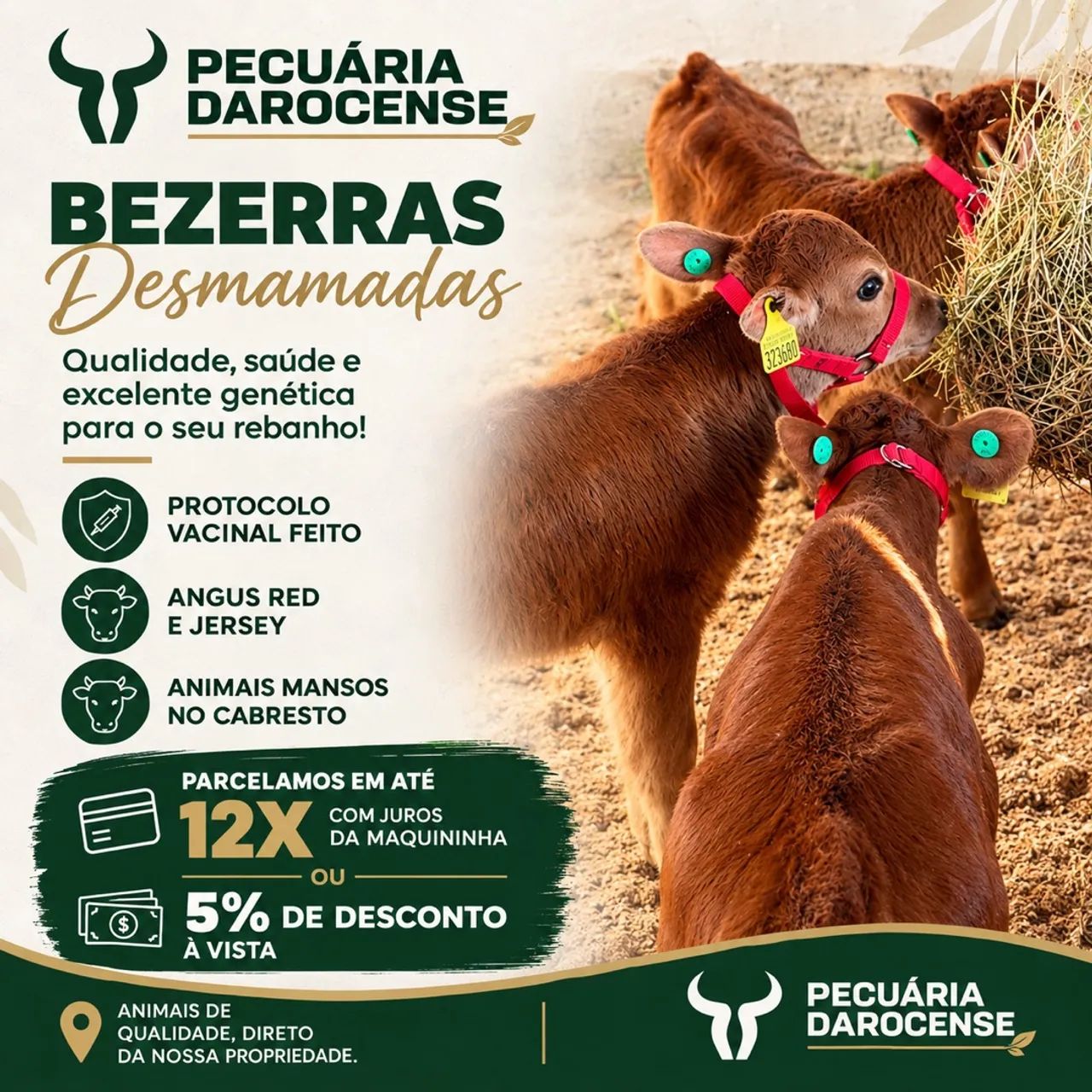 Lote de 4 bezerras 