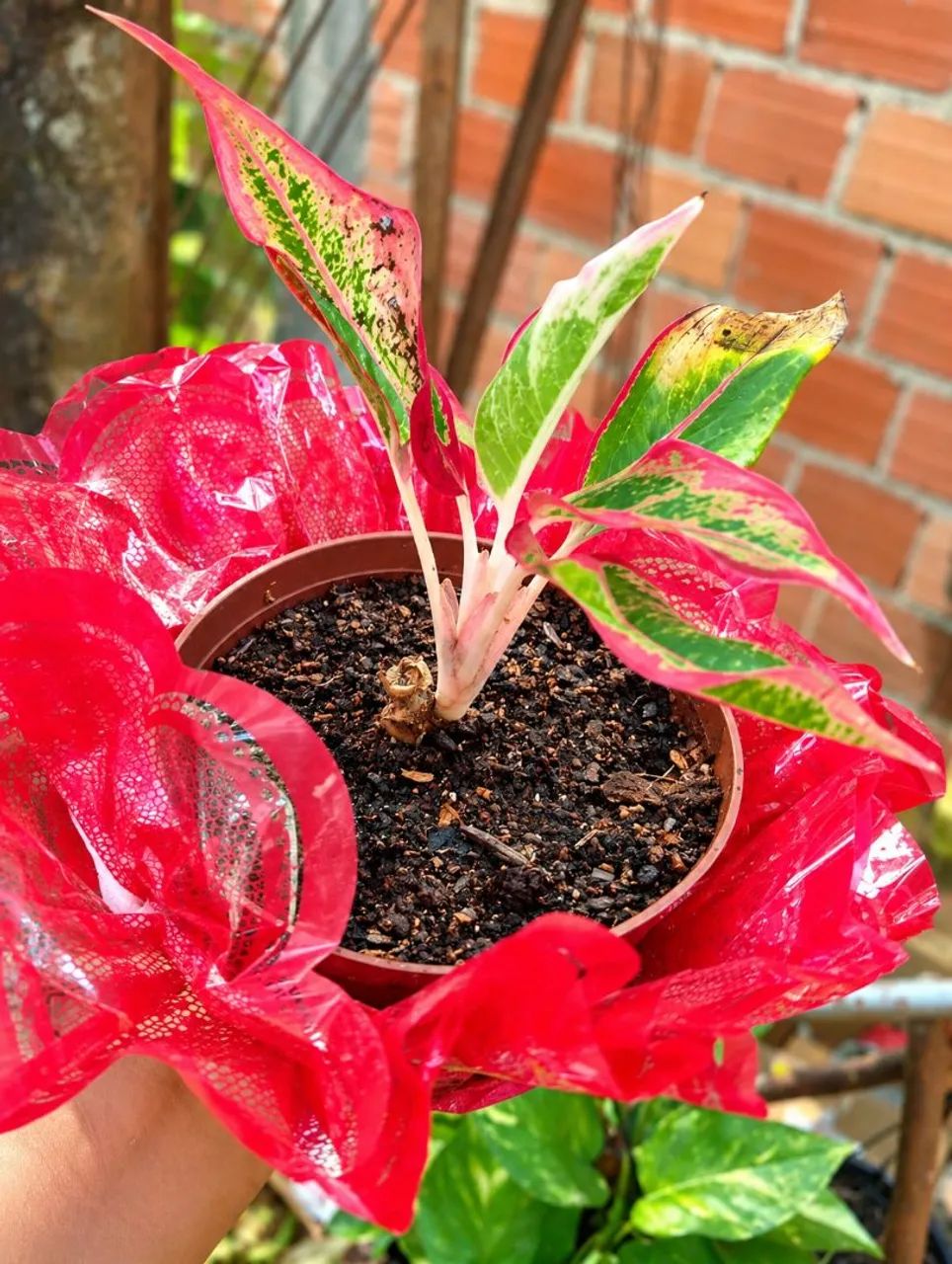 Plantas  - Foto 2