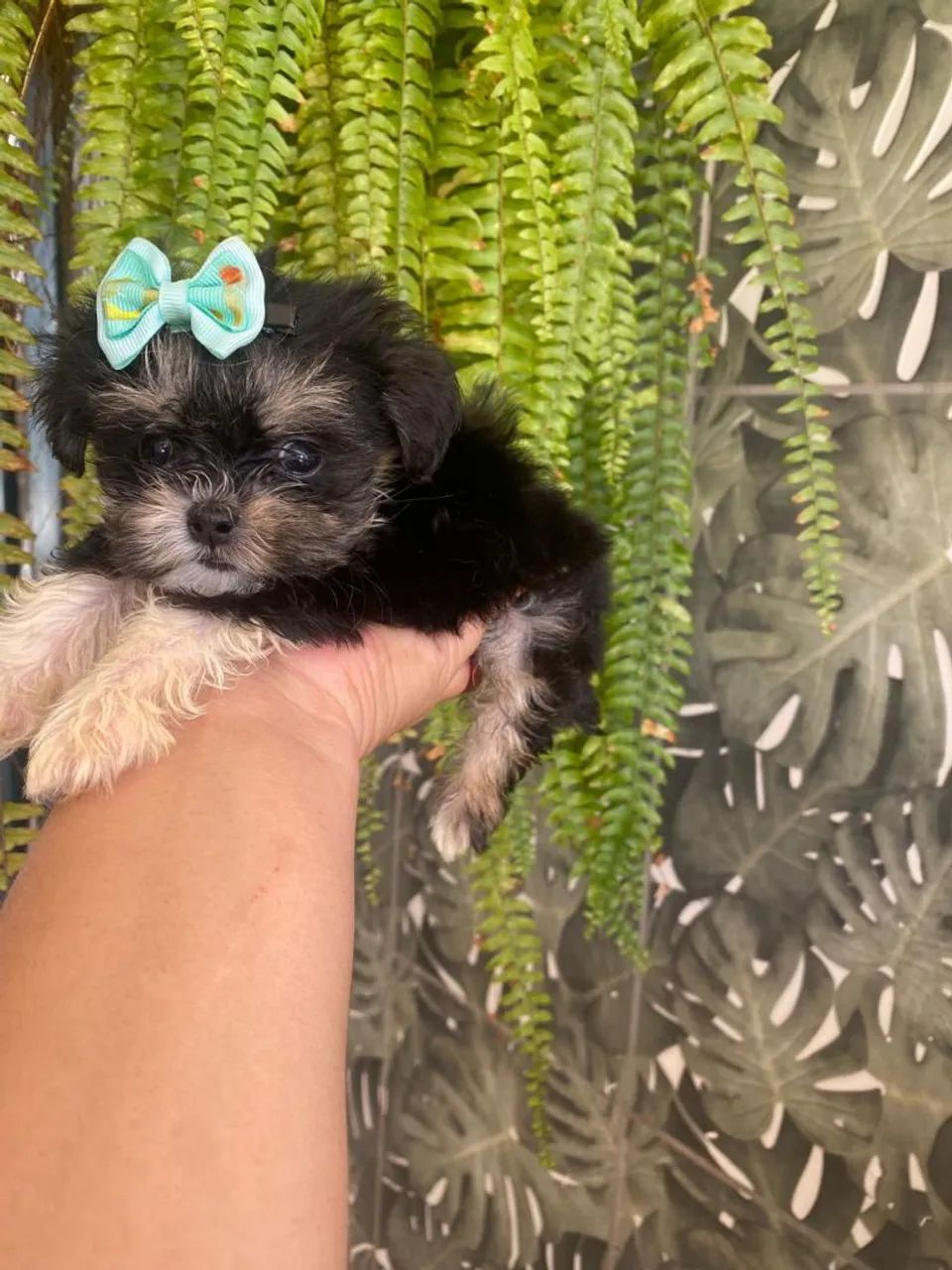 Lhasa apso