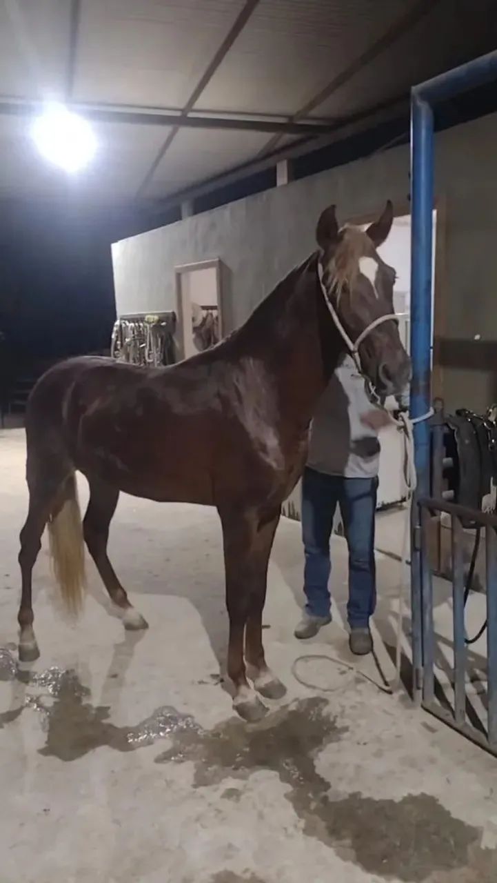 Cavalo 
