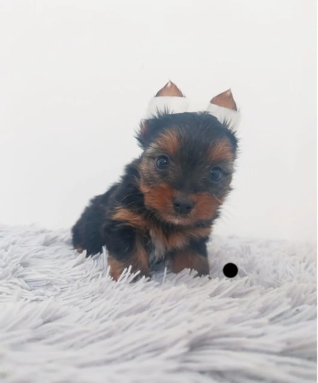 Yorkshire Terrier micro vendas  - Foto 3