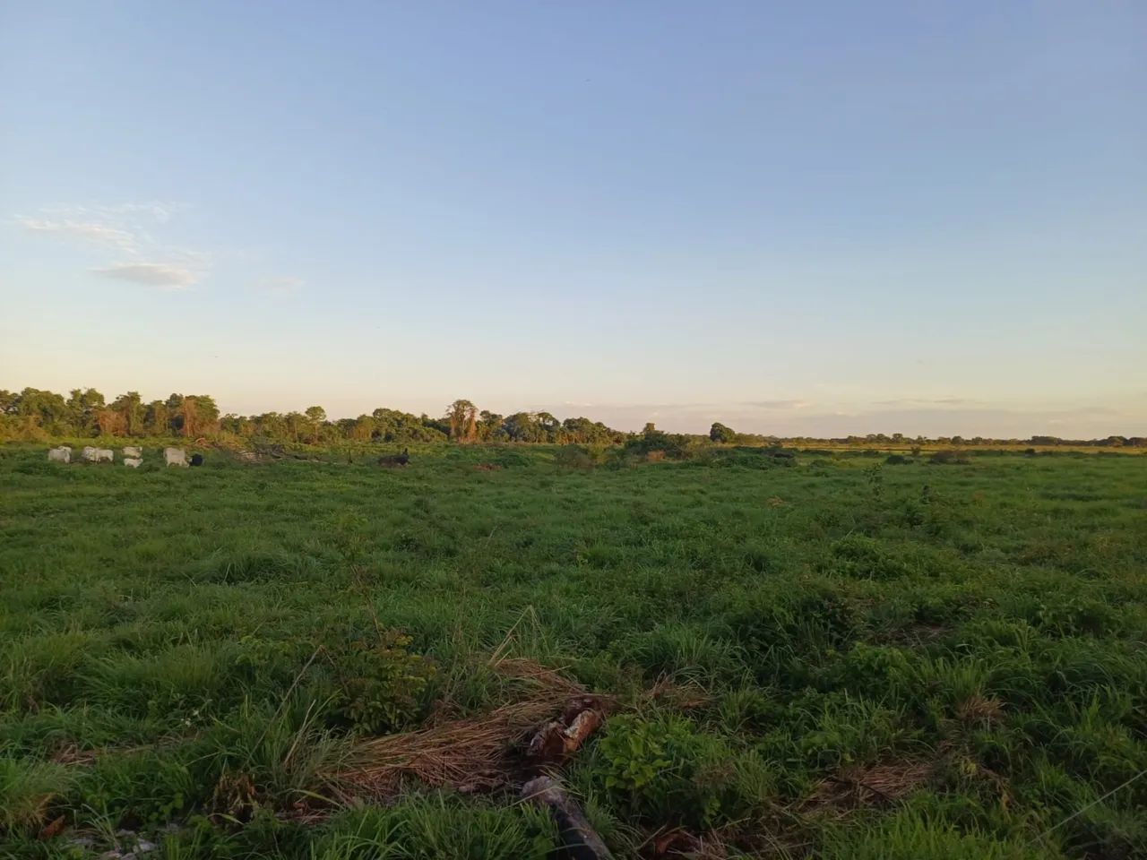 Fazenda em flores de Goiás  - Foto 2