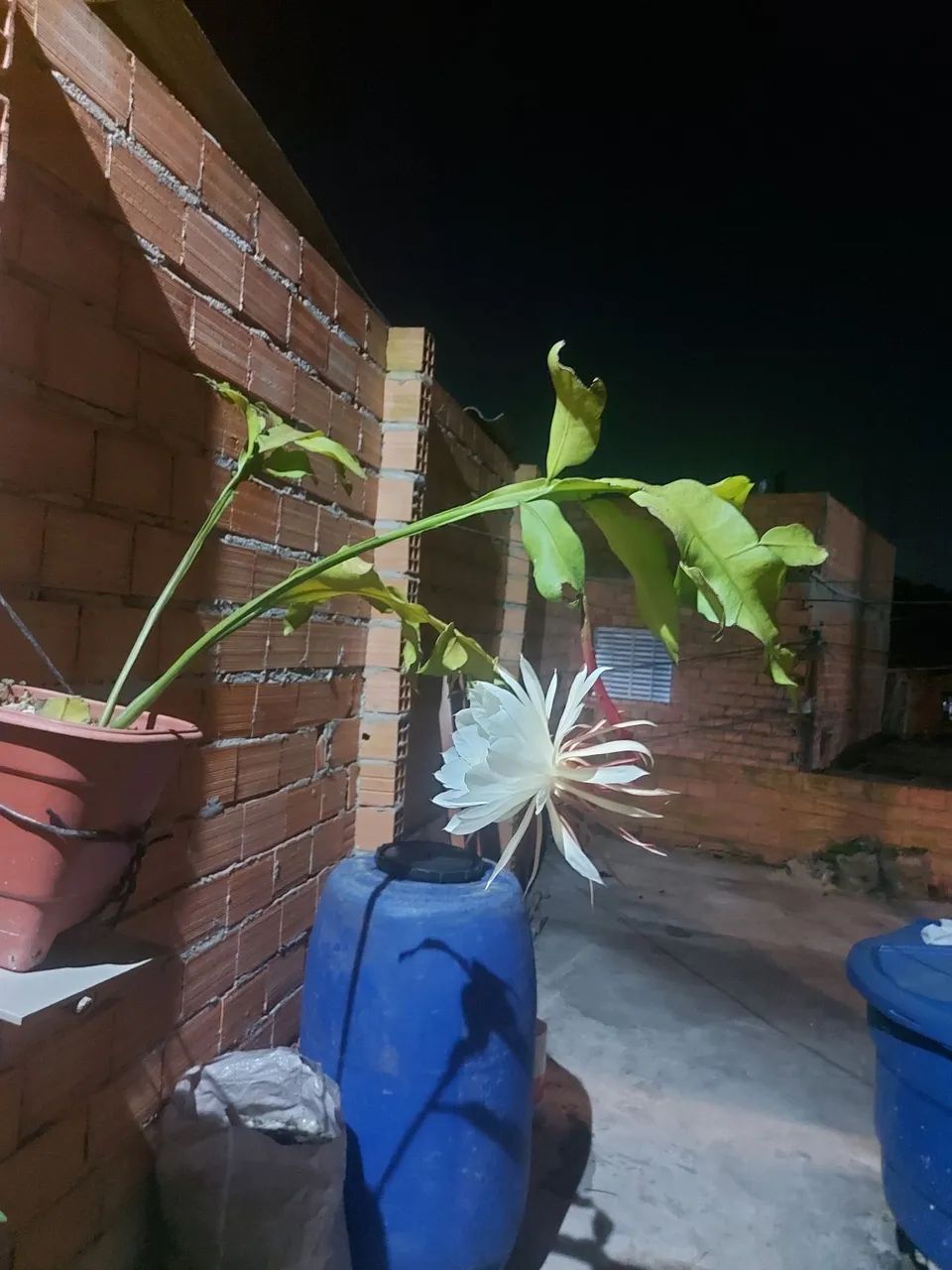 Foto - São Paulo - Jardim Amália