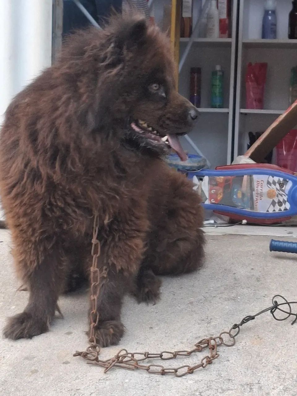 Chow chow fêmea 