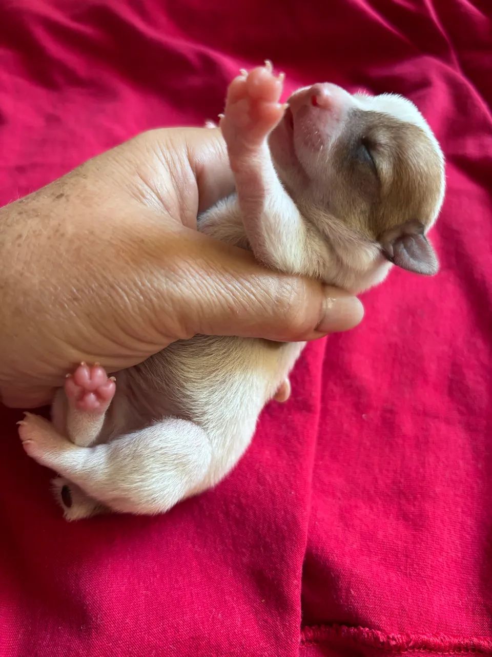 Pinscher machinho
