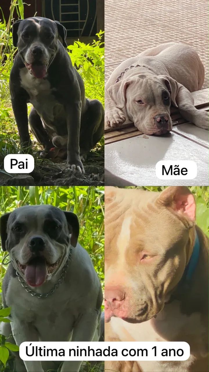Filhotes American Bully  - Foto 5