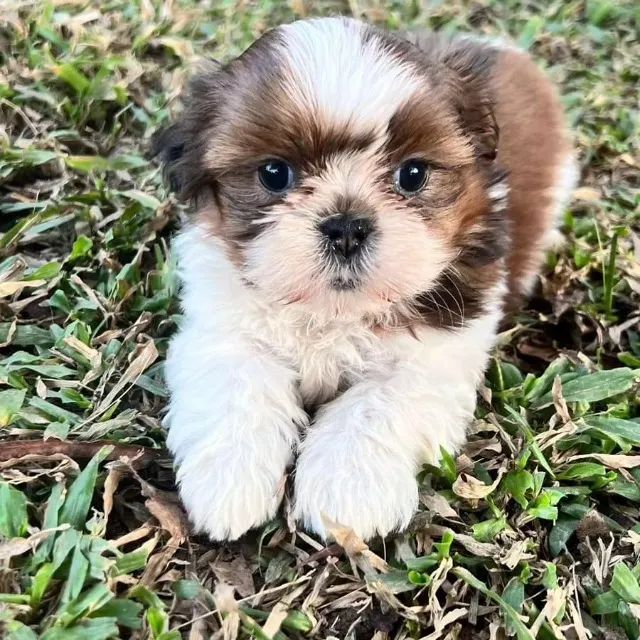 Encante-se com nossos Shih Tzu disponíveis