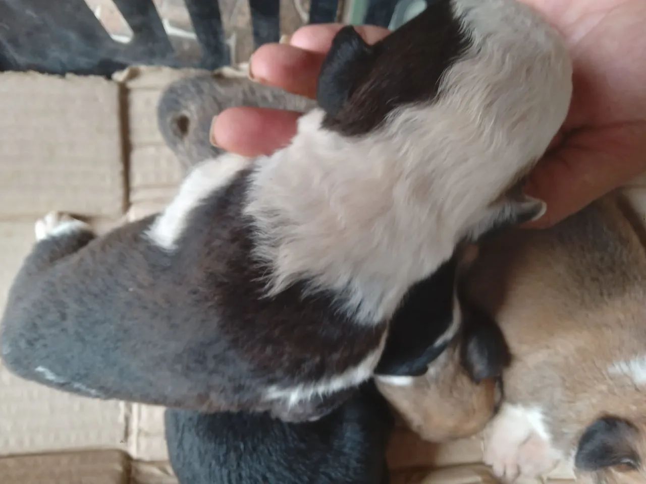 Filhote de poodle