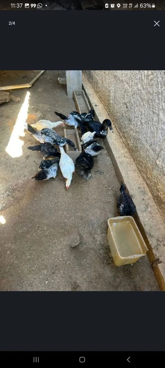 Vendo Patos  - Foto 3