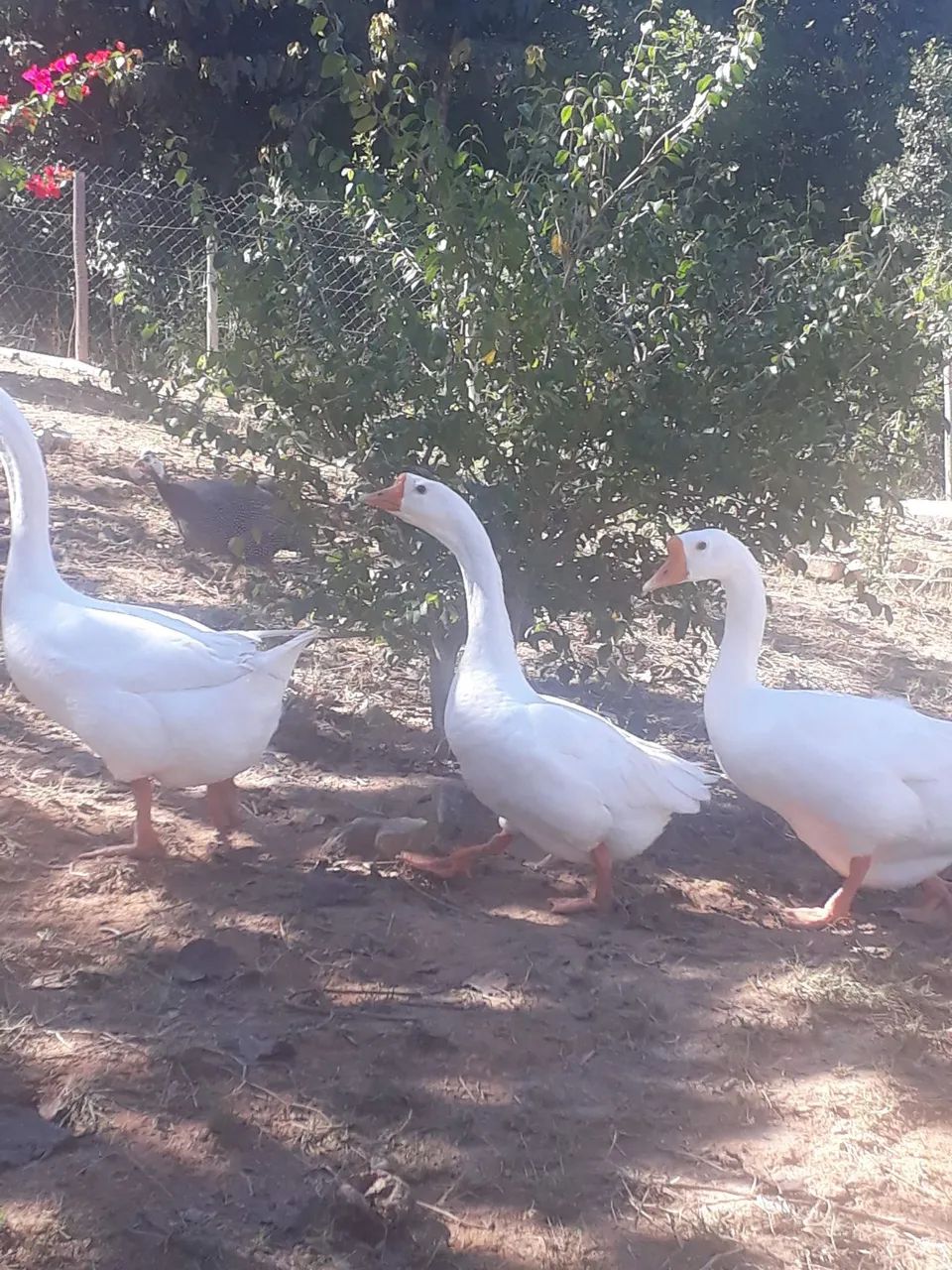 Ganso - Foto 2