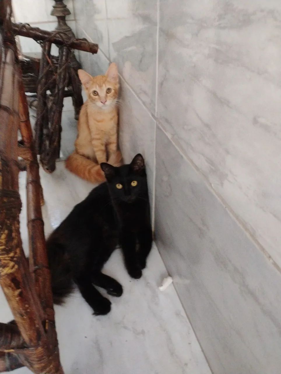 Adoção responsável  - Foto 5