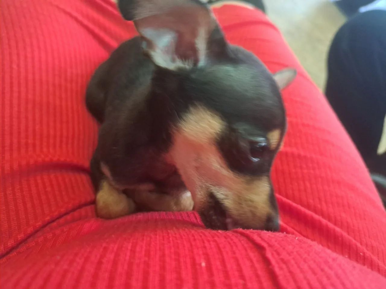 Filhote de pinscher macho  - Foto 2