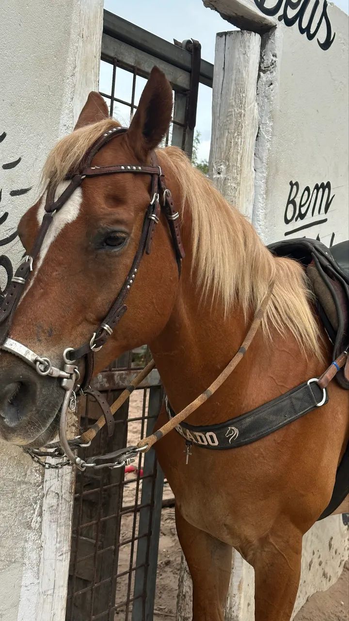 cavalo - Foto 3