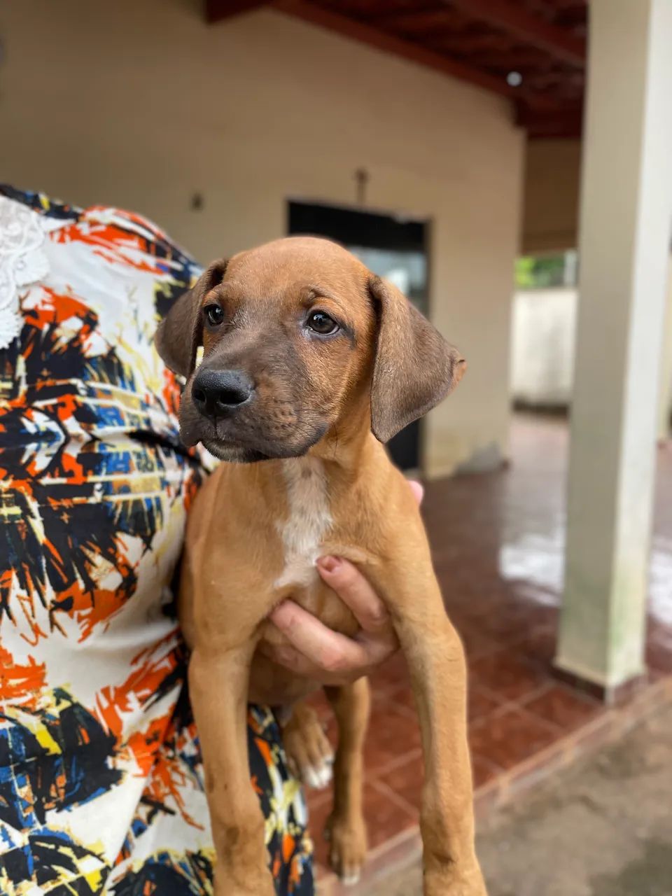 Cachorro filhote para doação - Foto 5