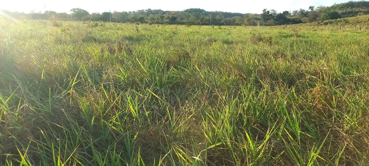 Vendo essa chácara na agrovila Pedro Afonso  - Foto 2