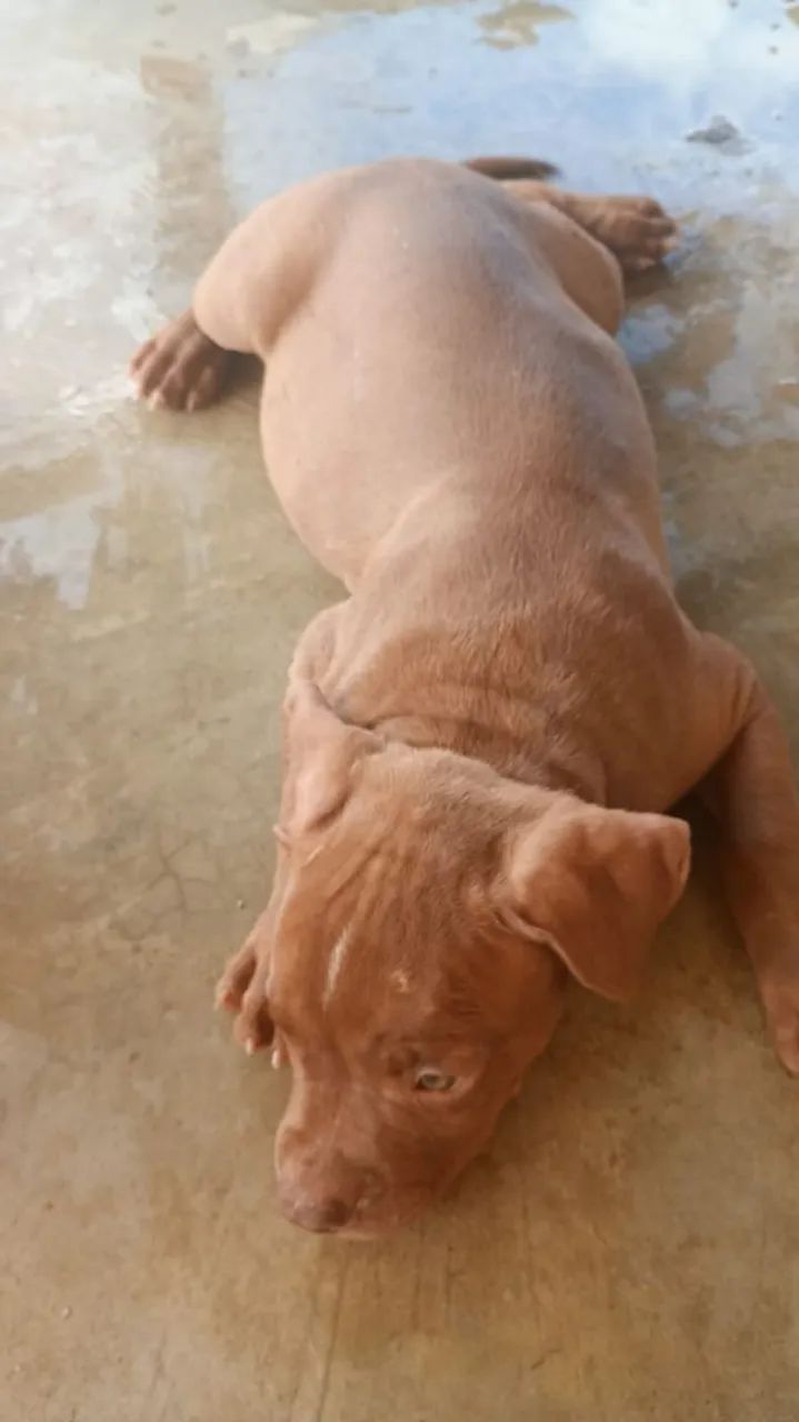 Vendi 2 filhote de Pit Bull com 3 meses  - Foto 3