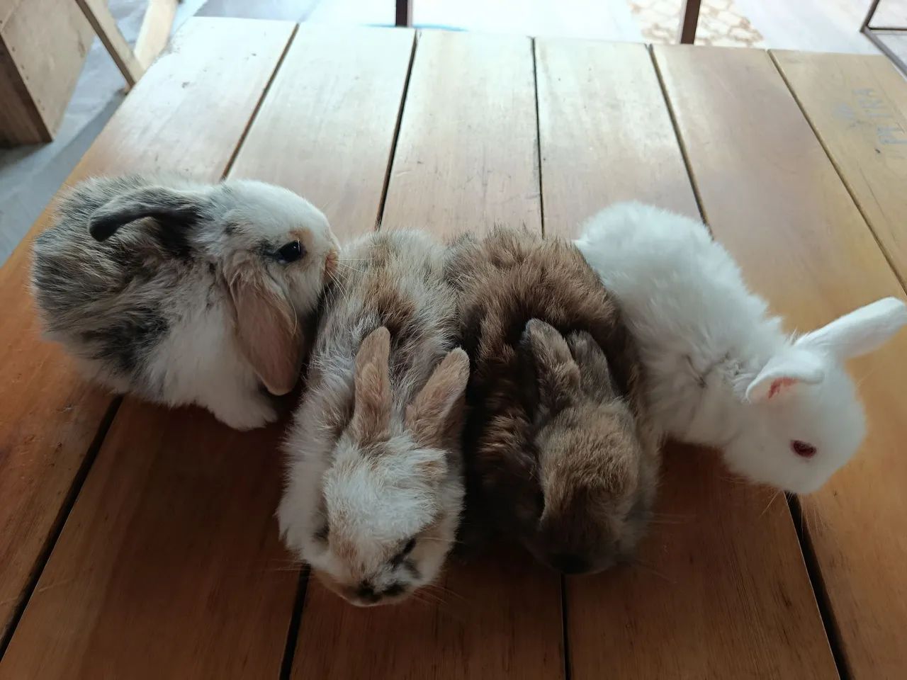 Coelho mini lop 