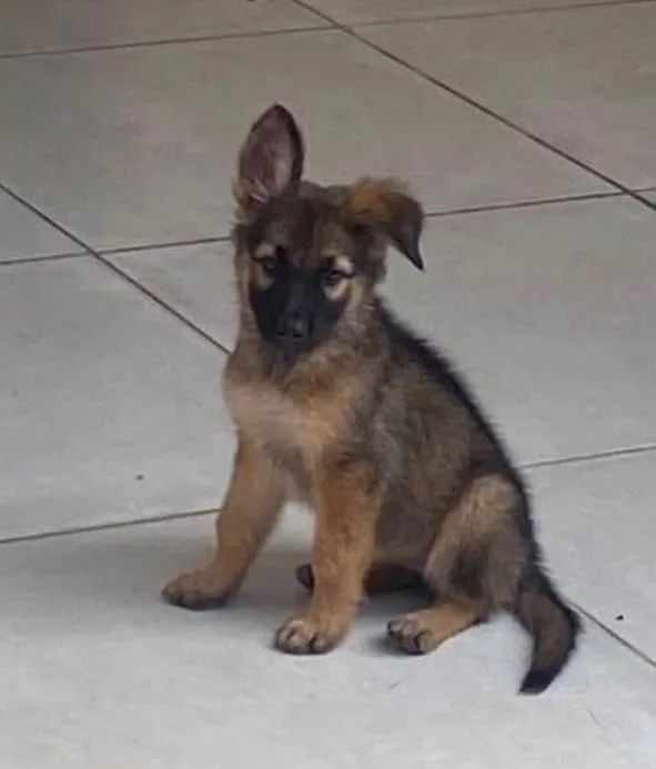 Cachorro
