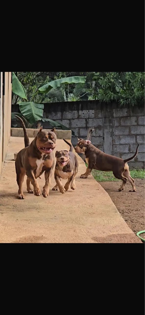 Pit Monster c/ Pedigree - Foto 3