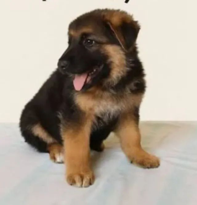 Pastor Alemão Filhotes Adestrados. 