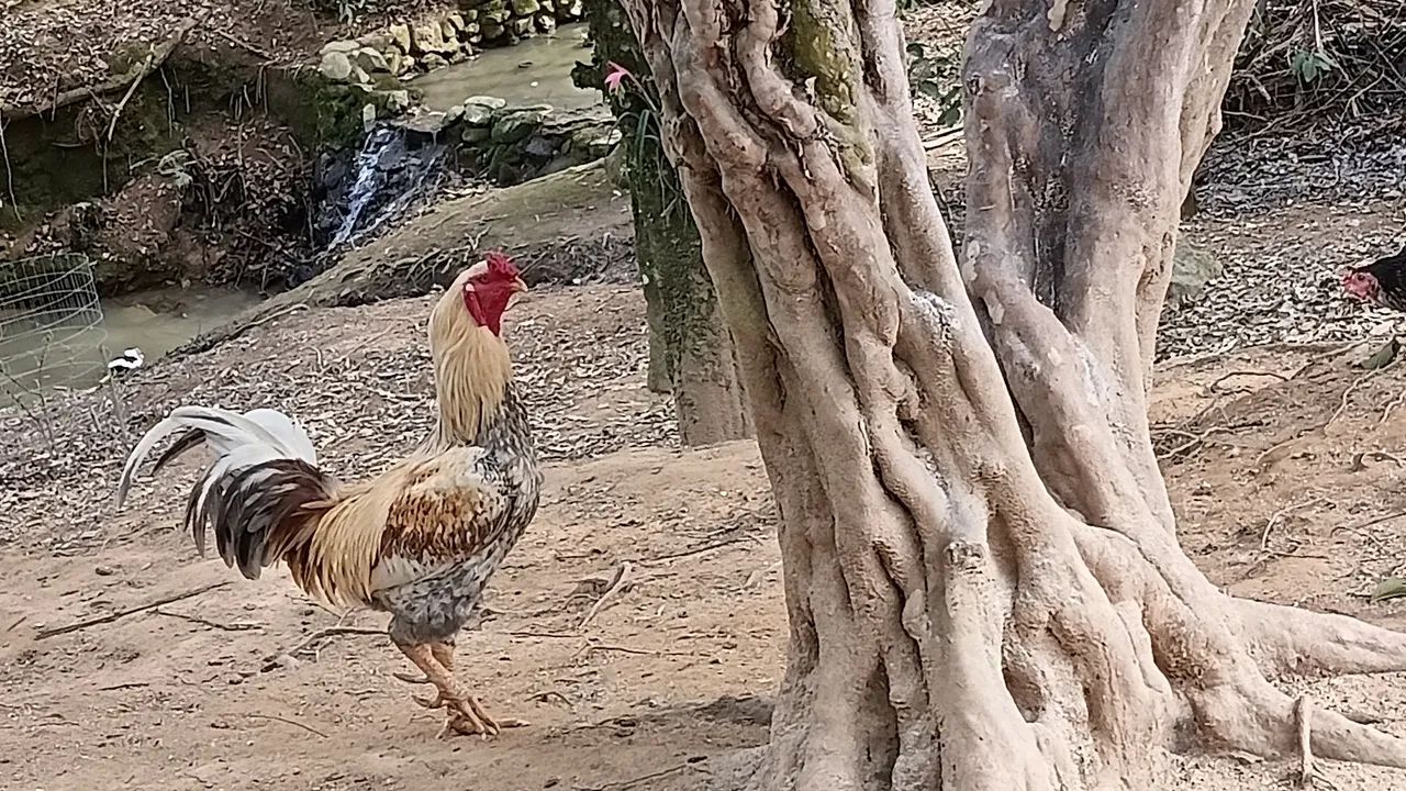 Venda galos bhrama e caipira - Foto 5
