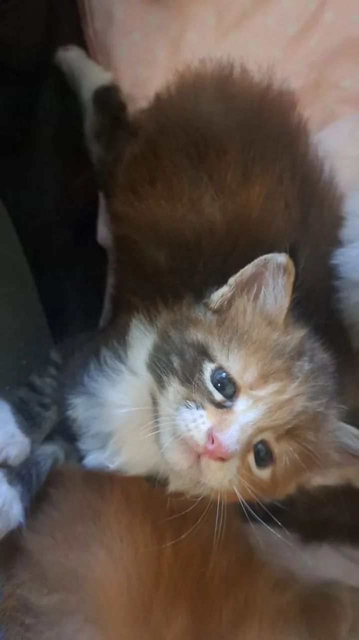 Mainnecoon  - Foto 4