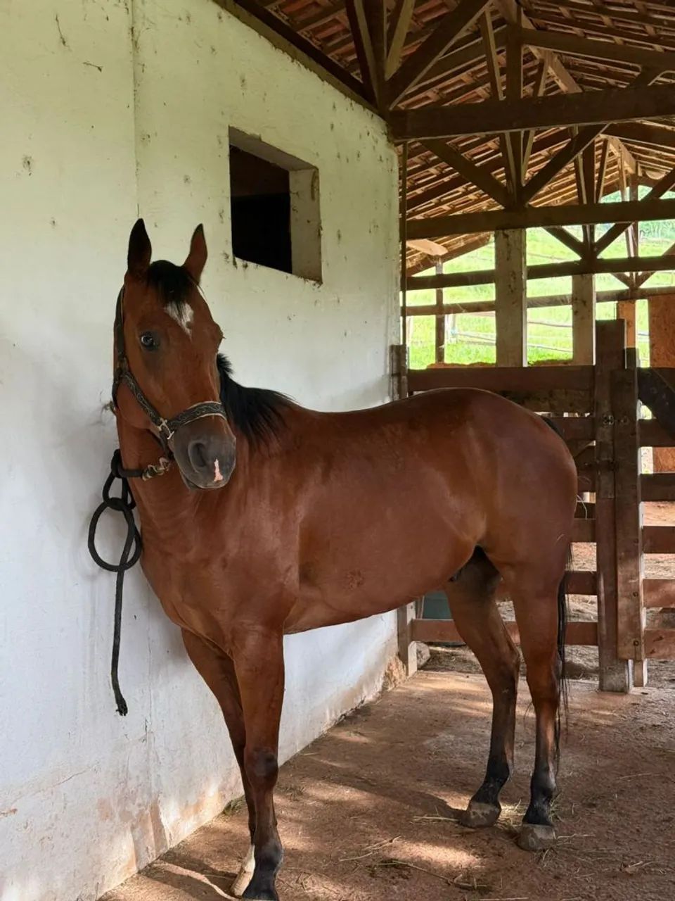 Cavalo - Foto 2