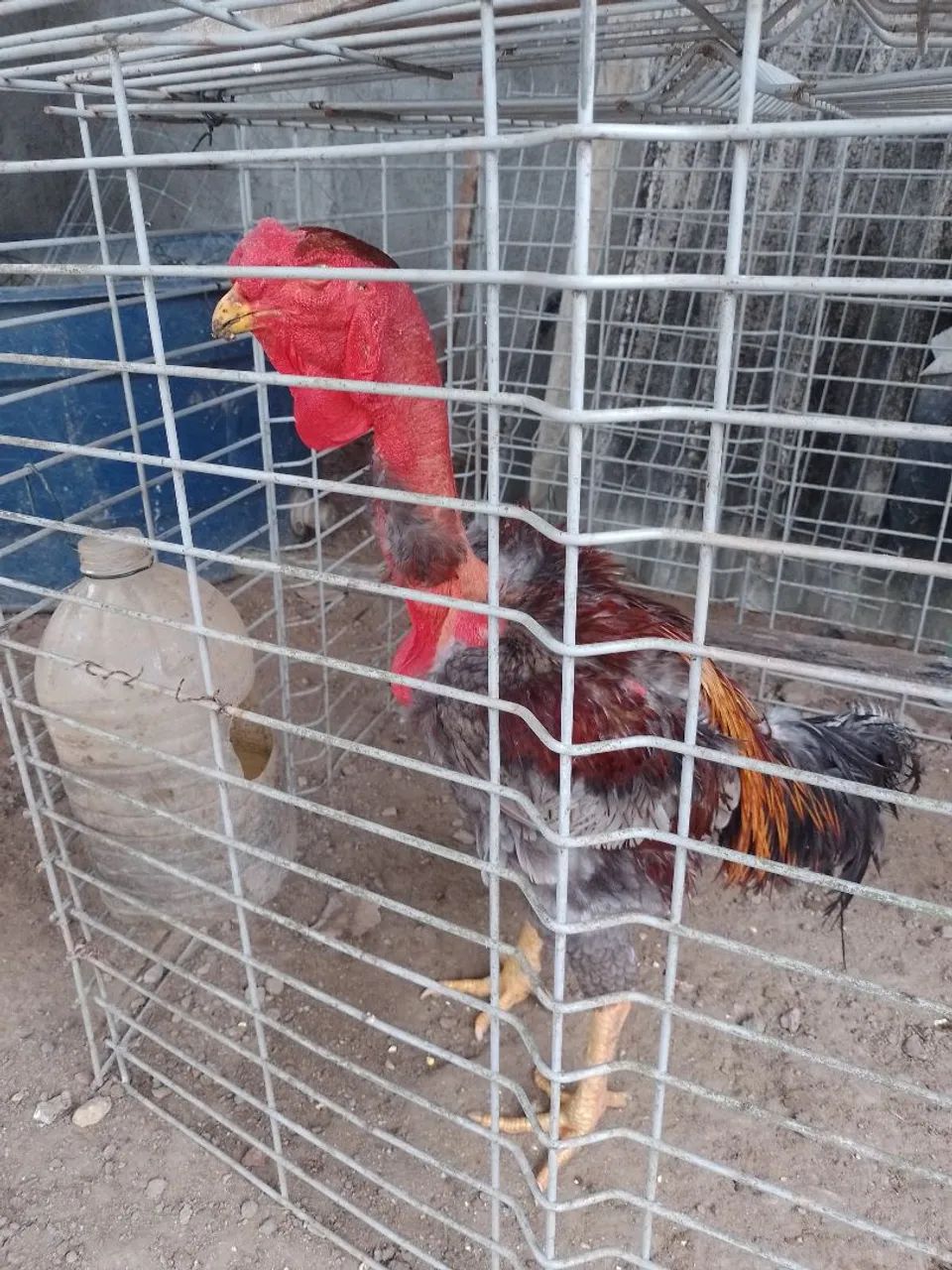 Polaco gigante  - Foto 3